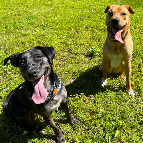 Saving Grace Dog Rescue Happy Dogs