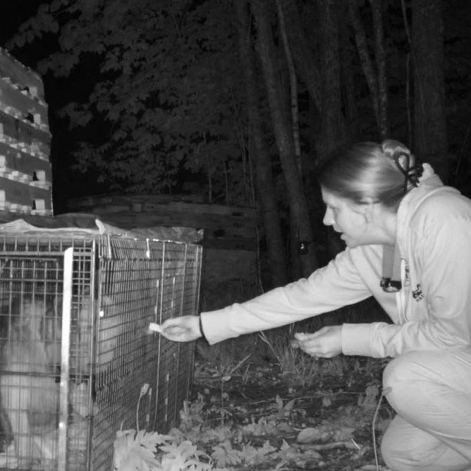 Saving Grace Dog Rescue Trapping